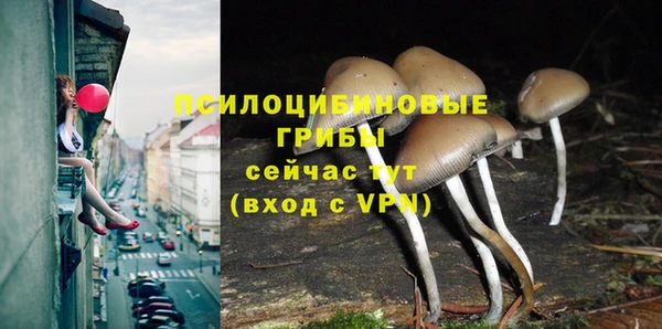 прущие грибы Вяземский