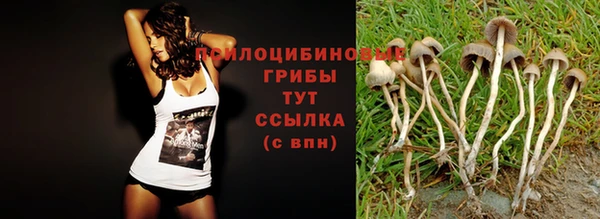 прущие грибы Вяземский